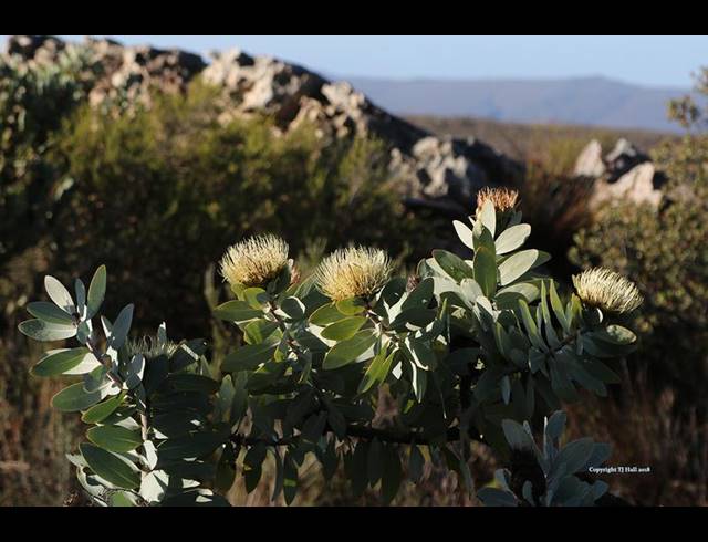 FARM FOR SALE IN PIKETBERG RURAL